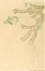 Marine Algae
