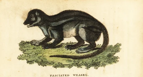 Broad-Striped Malagasy Mongoose, Galidictis Fasciata (1800)