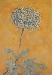 Chrysanthemum