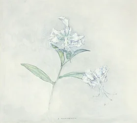 Two Japanese Lilys