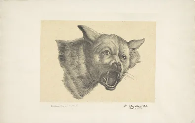 Head of a Wolf or Dog