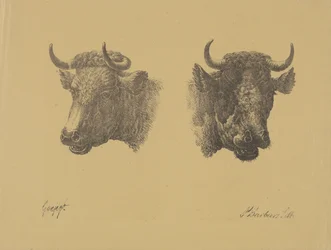 Two Bull Heads
