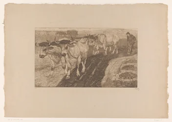 Oxen Plowing