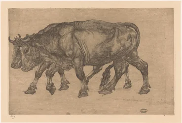 Two Oxen