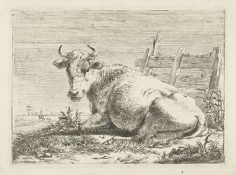 Lying Cow by a Fence