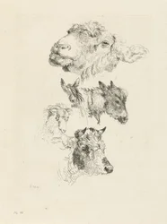 Study Sheet with Sheep, Horse, Donkey, Ram, and Bull Heads
