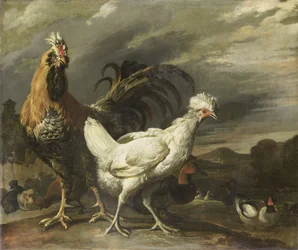Cock