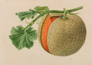 Originals of Publications of Horticulture and Arboriculture