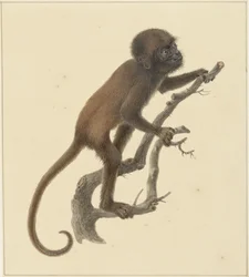 Monkey