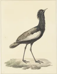 Great Indian Bustard (Eupodotis bengalensis / Houbaropsis bengalensis)