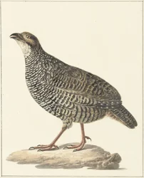 Chinese Francolin (Excalfactoria chinensis)