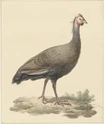 Helmeted Guineafowl