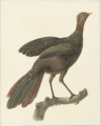 Crested Guan (Penelope purpurascens)