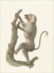 Mantled Baboon