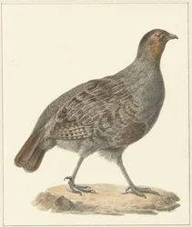 Partridge