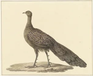 Mirror peacock