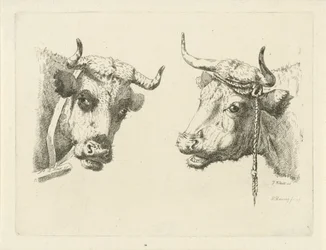 Two Cow Heads
