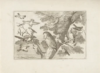 Owl and Other Birds in a Tree