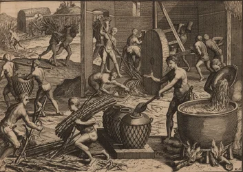 Slaves Process Sugar Cane and Make Sugar