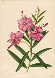 Purple Oleander