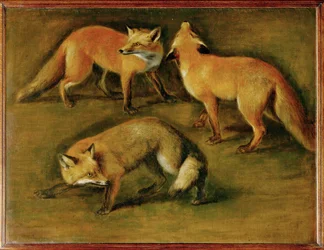 A fox