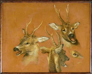 Head studies of a roebuck