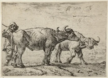 Two Buffaloes and a Herdsman