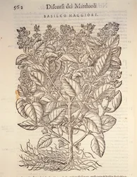 Basil (ocymum basilicum), engraving by Pier Andrea Mattioli