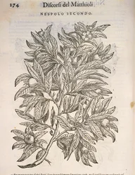 Common Medlar (Mespilus germanica), engraving by Pier Andrea Mattioli