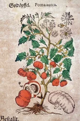 Herbarium: botanical depiction of Pomum aureum representing a tomato plant (Caulis floridus). Engraving in “Kreutterbuch des Hochgelehrten und weitberühmten Herrn D. Petri Andreae Matthioli” by Pietro Andrea Mattioli (Matthioli)