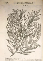 Laurel (Laurus), engraving by Pier Andrea Mattioli