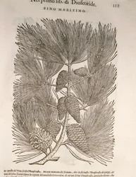 Maritime Pine (Pinus pinaster), engraving by Pier Andrea Mattioli