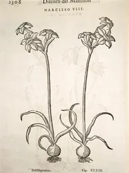 Narcissus, engraving by Pier Andrea Mattioli