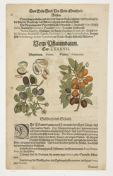 Prunes, Von Pflaumbaum, from Commentaries on the Six Books of Pedacius Dioscorides