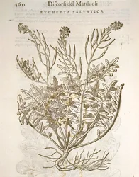 Rocket or arugula (Eruca sativa), engraving by Pier Andrea Mattioli
