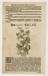 Von Angurien, from Commentaries on the Six Books of Pedacius Dioscorides