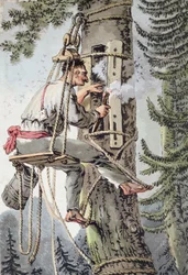 Peasant of the Podlaskie province of Poland gathering honey, early 19th century