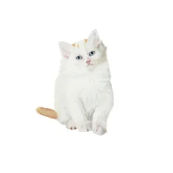 Turkish Van kitten, 2014