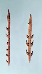 Two Harpoons, Upper Paleolithic Period, 35000-10000 BC