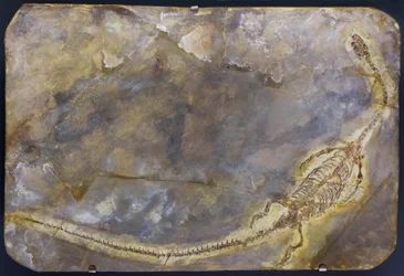 Hyphalosaurus Lingyuanensis Fossil