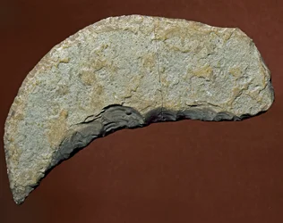 Prehistory: chopper-type tool of lithic manufacture from the Køkkenmøddinger culture, Denmark. Paleolithic. Verona, Museo Civico di Storia Naturale, Italy