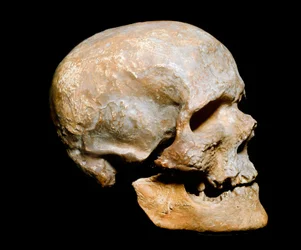 Prehistory: fossil Cro-Magnon skull, Homo sapiens. From the Solutrean, Upper Paleolithic. Museo Civico di Storia Naturale, Milan