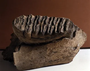 Elephas Tooth, Huge Elephant. Age of Cenozoic, Pliocene Period. Reunited in Manndorf, Austria