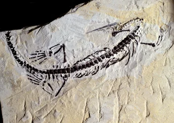 Prehistory: Mesosaurus fossil, Paleozoic era, Permian period. Found in Minas Gerais, Brazil.
