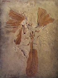 Prehistory: Archeopteryx Fossil, Prehistoric Animal of the Bird Family