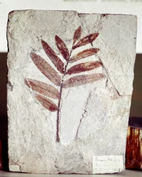 Prehistory: Branch Fossil in Limestone from the Site of Mount Bolca