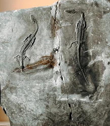 Prehistory: Dinosaur Fossil Pachycephalosaurus