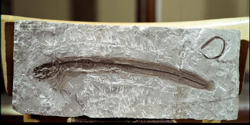 Fish Fossil Eomirus Formosissimus