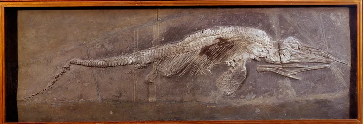 Fossil of Pareiasaur, prehistoric animal, Paris, natural history museum
