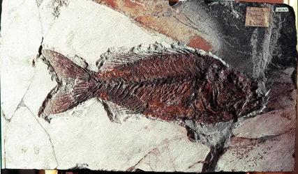 Prehistory: fossil of Sparnodus Elongatus fish from the site of Mount Bolca (Italy). Eocene period